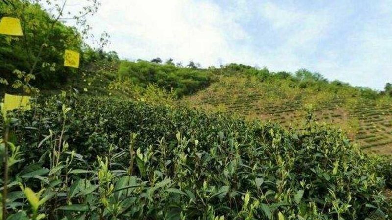 日光温室大棚：揭秘每亩报价背后的秘密