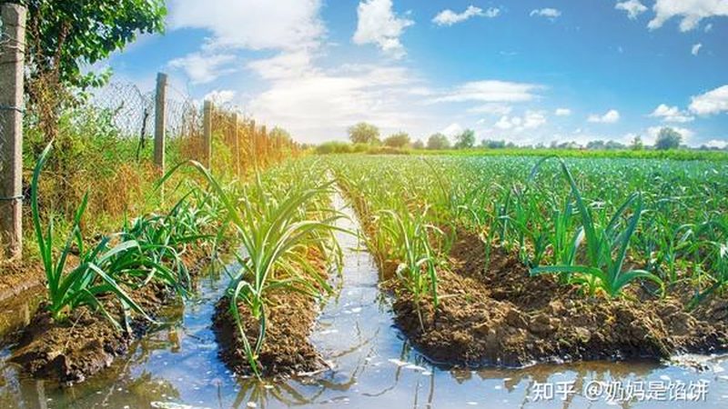 大田水肥一体化：如何精准灌溉施肥，提升作物产量**