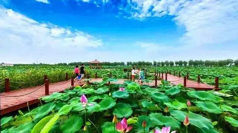 农民专业合作社与公司：经营范围的深度解析