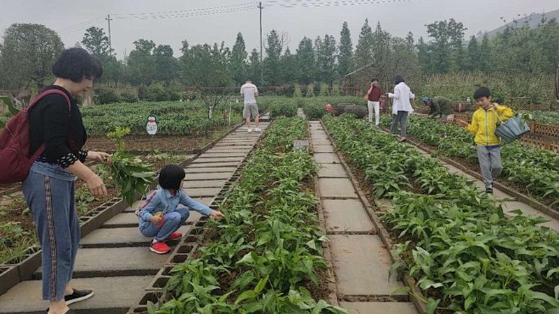 合作社分红排名的背后：种植效益的硬核标尺