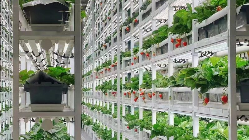绿色食品认证：守护舌尖上的安全，如何选择可靠认证公司